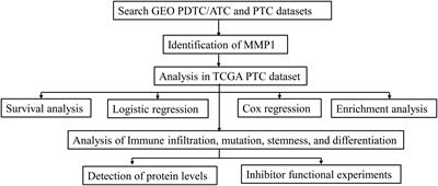 MMP1 acts as a potential regulator of tumor progression and dedifferentiation in papillary thyroid cancer